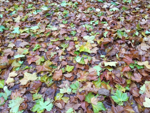 tradizioni autunnali foglie foliage autunno