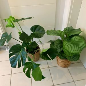 piante da interno
